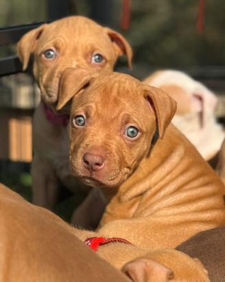 Cuccioli di PITBULL red Nose