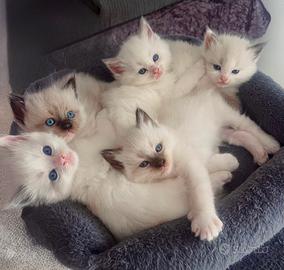 Cuccioli Ragdoll con pedigree