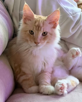 Cuccioli Maine Coon nati il 14 giugno 2026