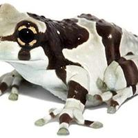 Milk frog