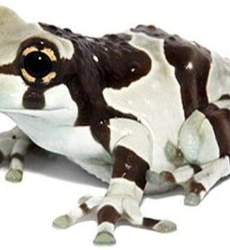 Milk frog