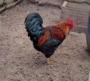 Gallo