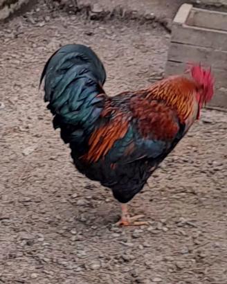 Gallo