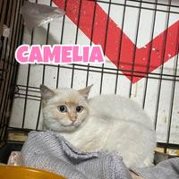 Camelia gatta bianca di 5 mesi