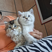 Gattini Scottish stright, maschi e femmine