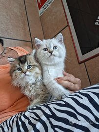 Gattini Scottish stright, maschi e femmine