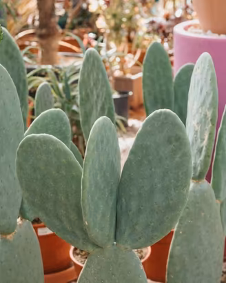 Pianta di fico d’india senza spine