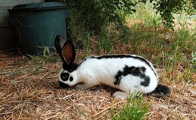 Conigli incrocio Papillon