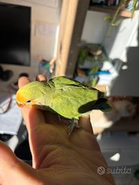 Pappagalli allevato a mano