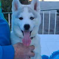 Siberian husky