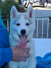 Siberian husky