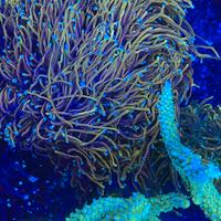 Corallo euphilia