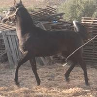 Cavallo
