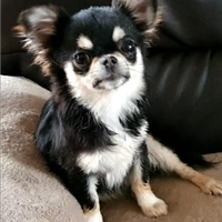 Chihuahua femmina pedigree