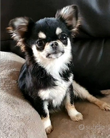 Chihuahua femmina pedigree