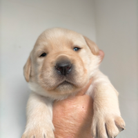 Cuccioli di labrador retriever
