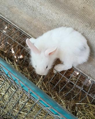 Conigli nani