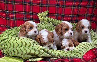 Cuccioli cavalier king con pedigree