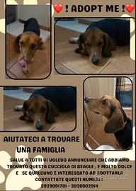 Adottate questa cagnolina