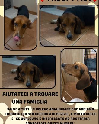 Adottate questa cagnolina