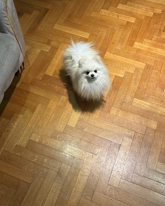 Spitz di Pomerania per monta