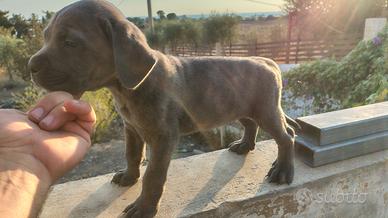 Cuccioli cane corso