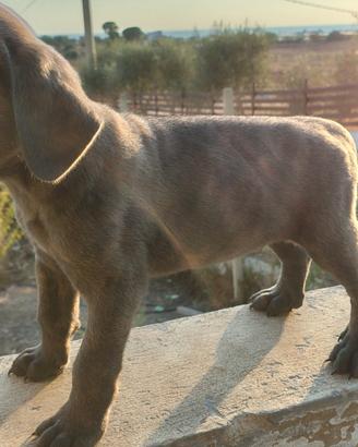 Cuccioli cane corso