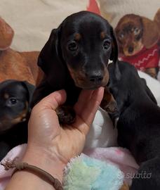 Bassotti nani kaninchen prn