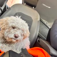 Lagotto romagnolo