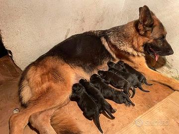 Cuccioli di pastore tedesco