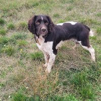 Springer spaniel inglese