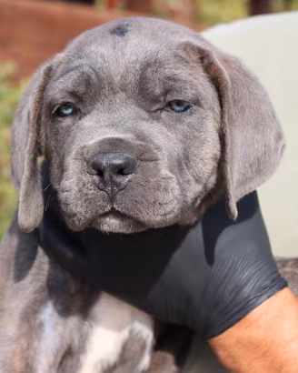 Cane corso cuccioli con pedigree