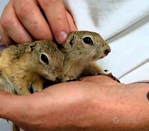 Cuccioli di Citello