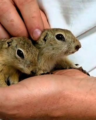 Cuccioli di Citello