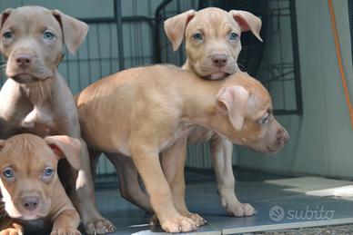 Cuccioli pittbull