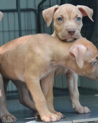 Cuccioli pittbull