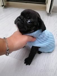 Bulldog francese