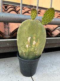 CACTUS A PALA DI FICO D’INDIA