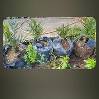 palma da dattero/ phoenix canariensis