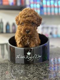 Cuccioli red barboncini mini toy