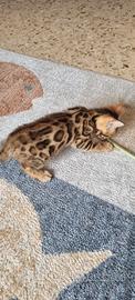 Cucciolo maschio gatto bengala - pedigree ENFI