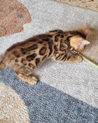 Cucciolo maschio gatto bengala - pedigree ENFI