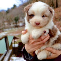 Cuccioli pastore Australiano