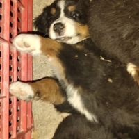 Cuccioli Bovaro del Bernese