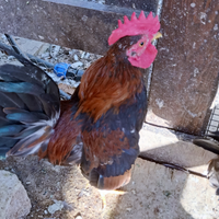 Galline Serama