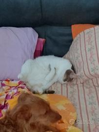affido due gatti