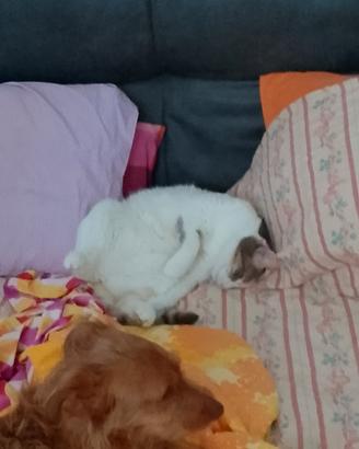 affido due gatti