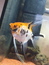 Pesce Scalare 9cm