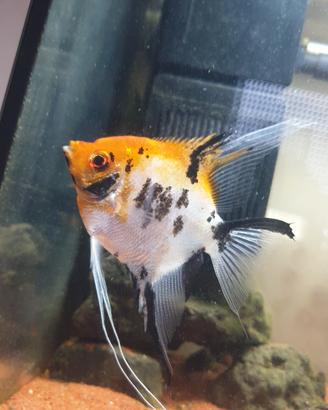 Pesce Scalare 9cm