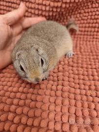 Citello